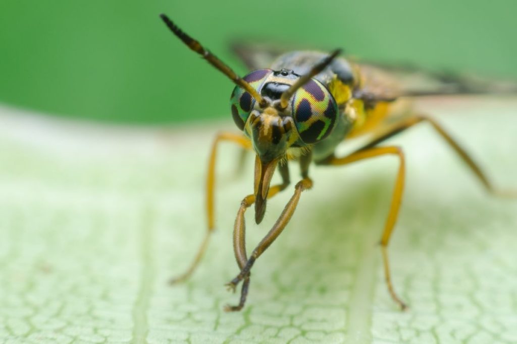 How To Get Rid Of Horse Flies
