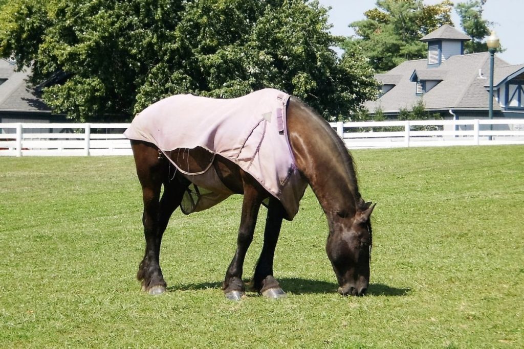 How to measure a horse for a blanket