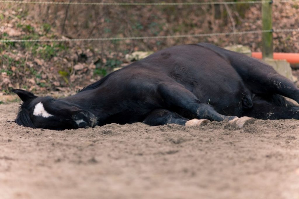 Can horses lay down?
