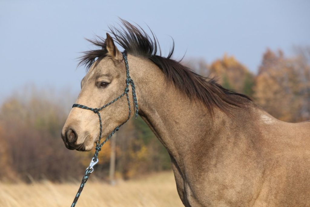  How to tie a rope halter 
