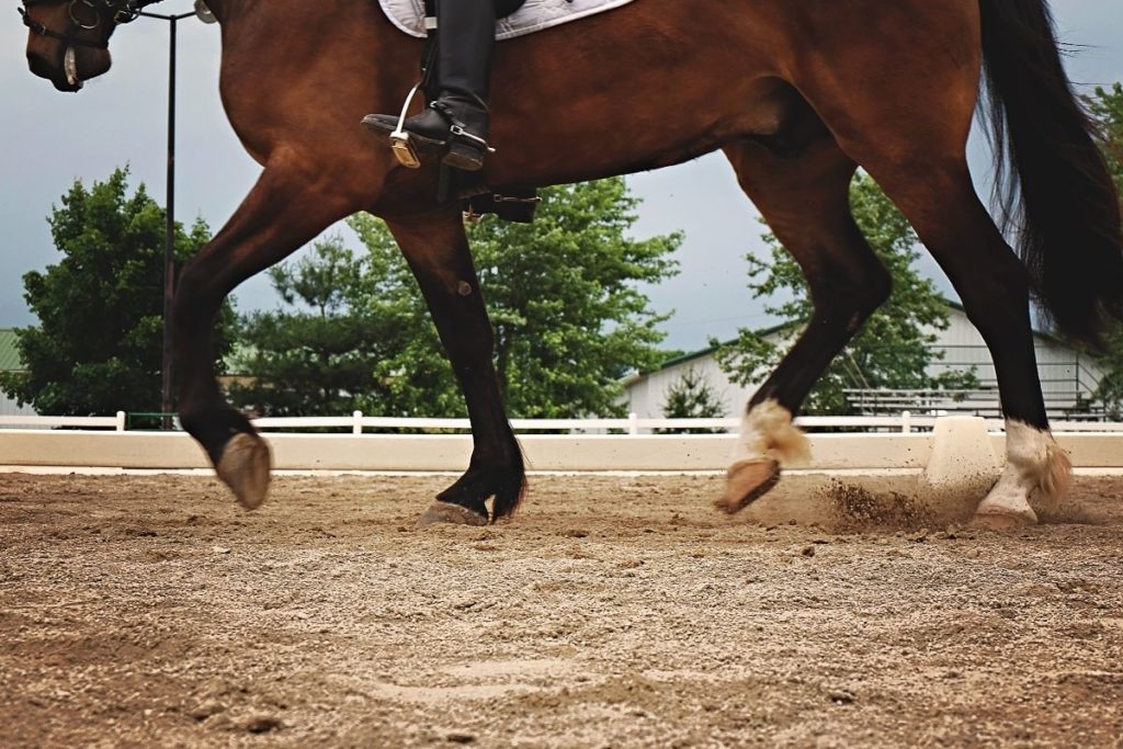 What is EPM in horses?