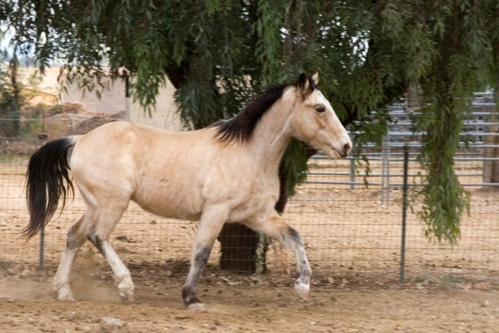 What is a gaited horse?